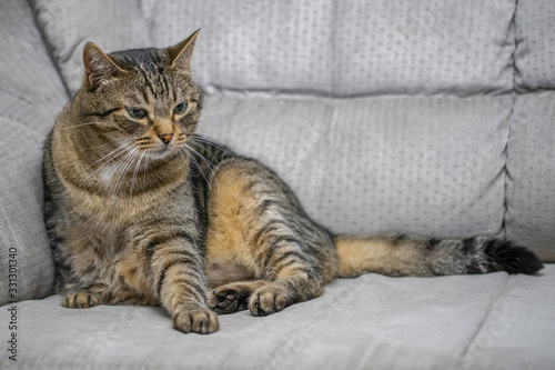Fototapeta Naklejka Na Ścianę i Meble -  sleepy tabby cat sitting on a sofa