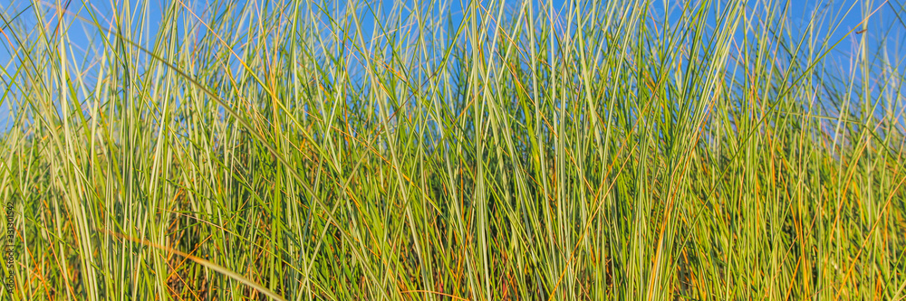 reed grass on the sandy coast on a sunny afternoon, close up reed grass on the sandy coast on a sunny afternoon, close up