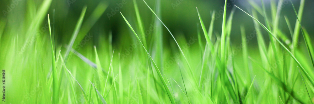 green grass background,the sun shines through the grass, texture green grass background,the sun shines through the grass, texture