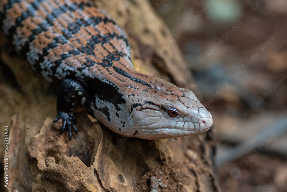 Blue tongue skink Blue tongue skink