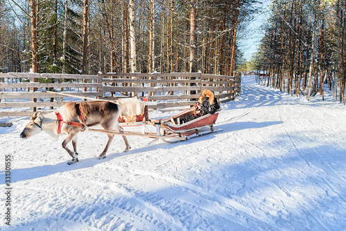 Woman riding Reindeer sled in winter Rovaniemi