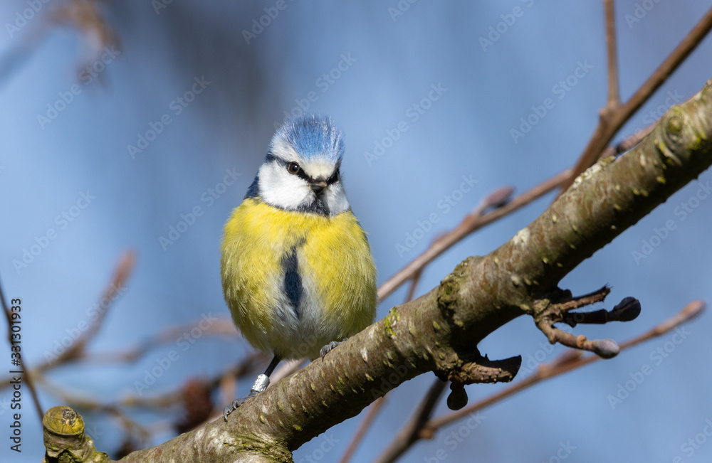 Naklejka premium Blue tit sitting on a branch.