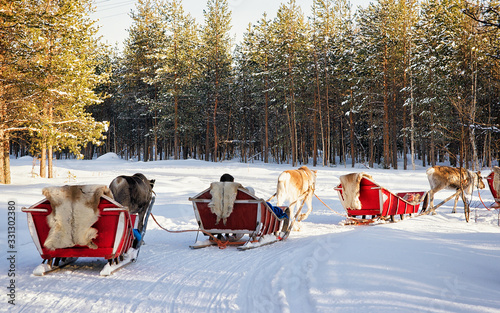 Reindeer sleigh safari with people forest Lapland Northern Finland © Roman Babakin