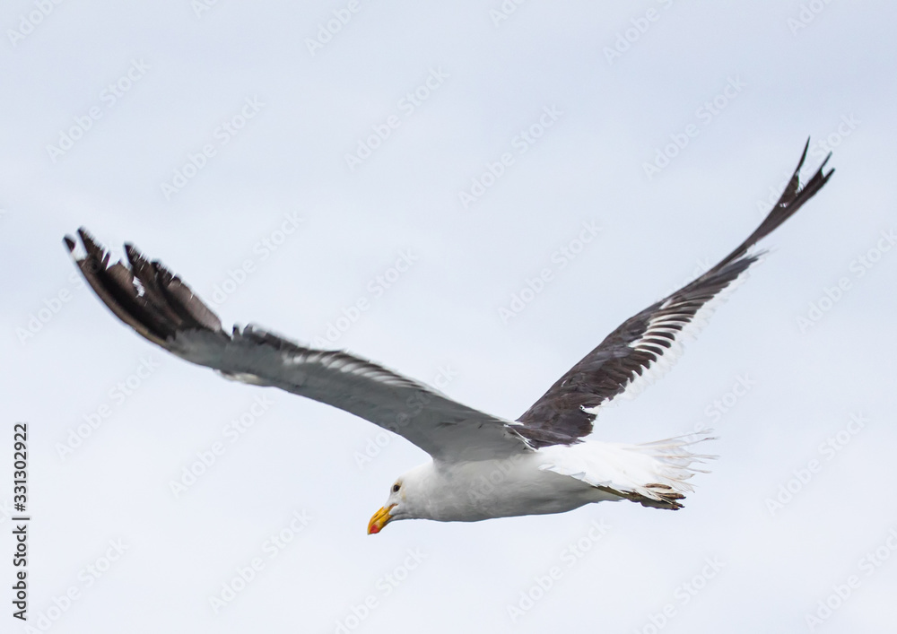 A Kelp Gull flying over the Atlantic Ocean near Walfis Bay in western Namibia A Kelp Gull flying over the Atlantic Ocean near Walfis Bay in western Namibia