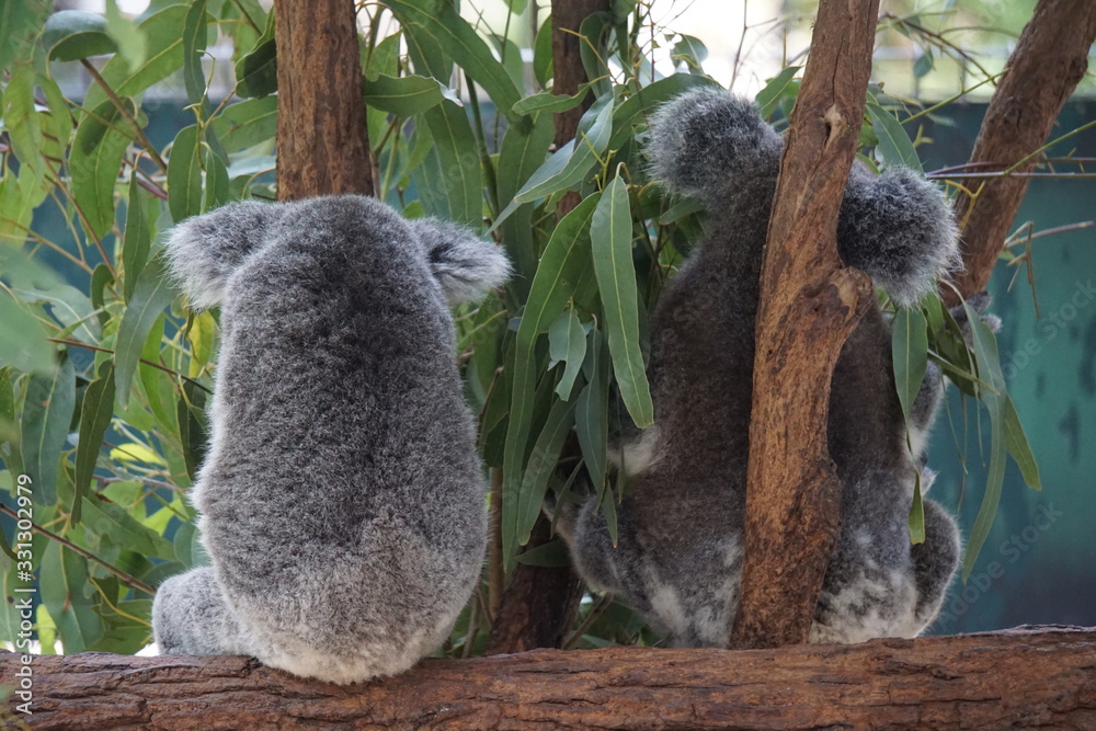 Obraz premium Koalas back