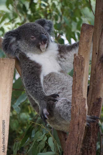 Fototapeta Naklejka Na Ścianę i Meble -  Sleepy koala