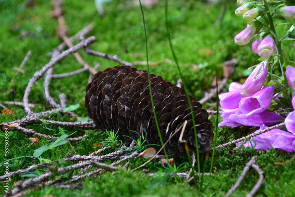 Obraz premium nature