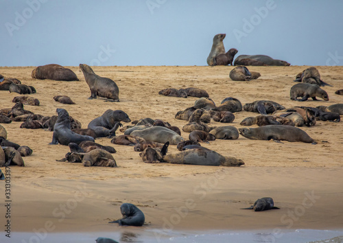 A group of Cape Fur Seals laying on a sandbank at the Atlantic Ocean near Walfis Bay in western Namibia photo