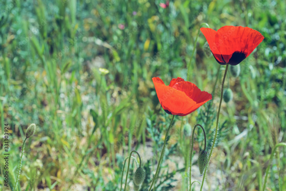 Fototapeta premium Landscape nature- red poppy