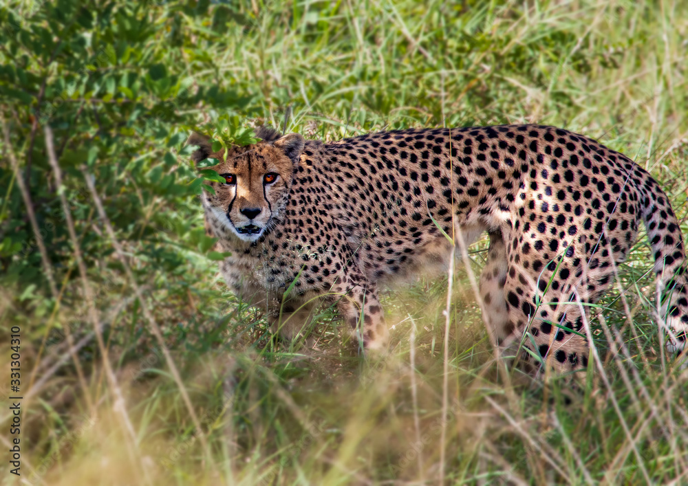 A Cheetah is standing in the savannah grass near a major road through the Caprivi-Strip in Namibia A Cheetah is standing in the savannah grass near a major road through the Caprivi-Strip in Namibia