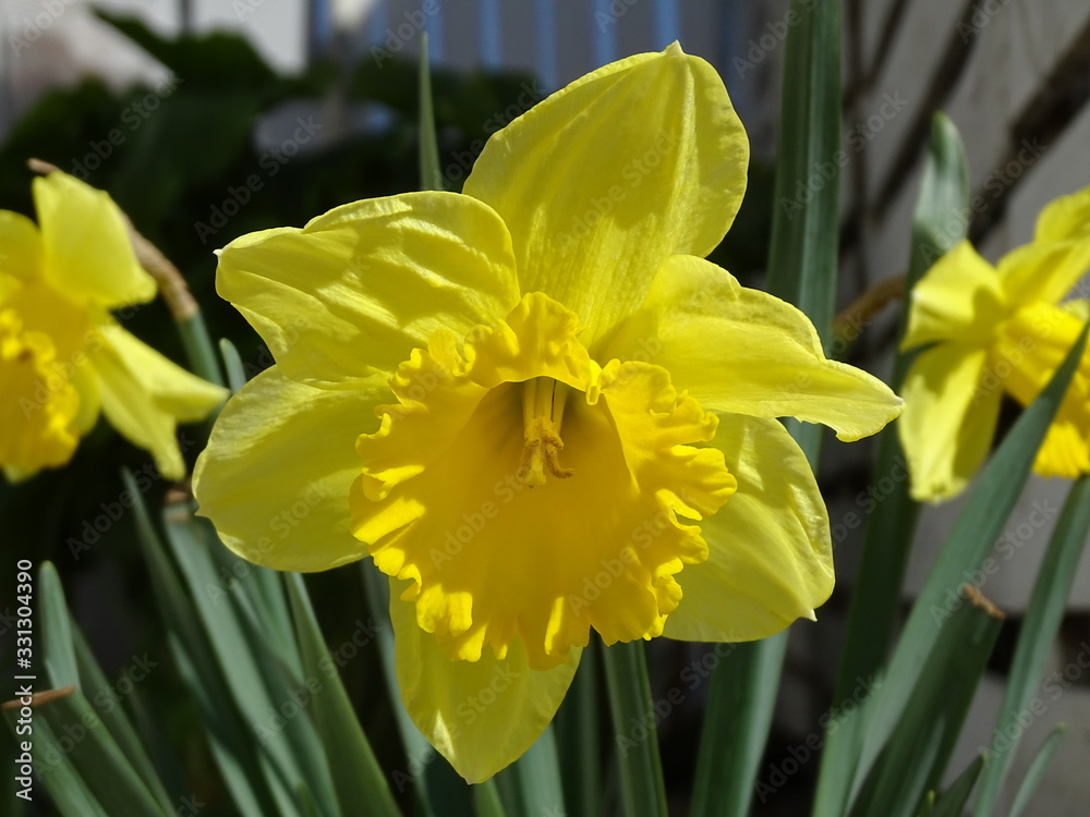 Fototapeta premium Narciso.....bello