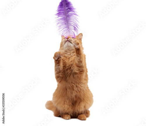 adult ginger fluffy cat plays with a purple feather on a white background © nndanko