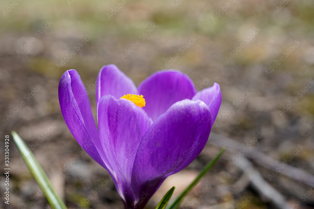 Fototapeta premium Dark purple crocus flower. Fully bloomed.