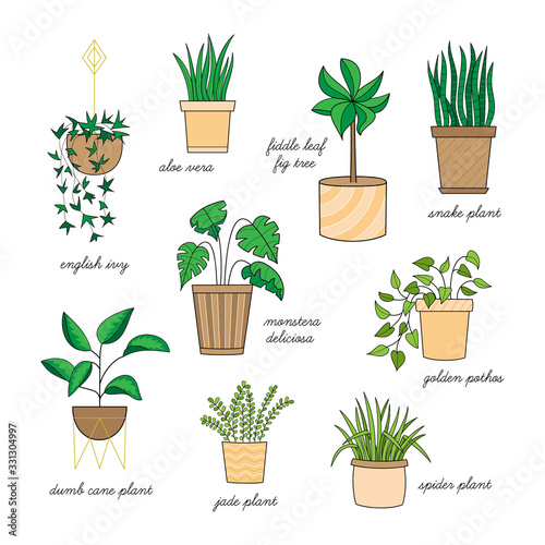 Cute home plants vector illustration set. Hand drawn outlined indoor plants, easy to keep alive, collection. Isolated.