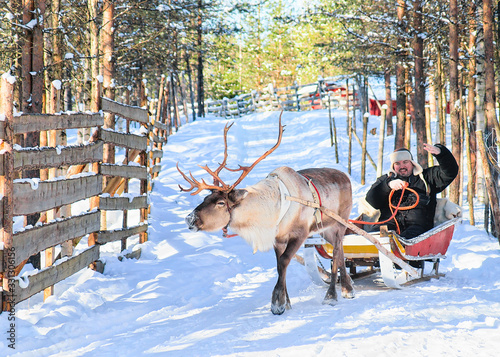 Man riding Reindeer sled in winter Rovaniemi photo