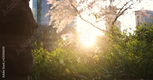 Spring in the big city. Huge building and sunset, green and bloom