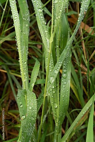 Green blades of grass with drops of water after rain, top view