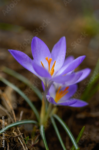 Beautiful macro image of purple crocus flowers.