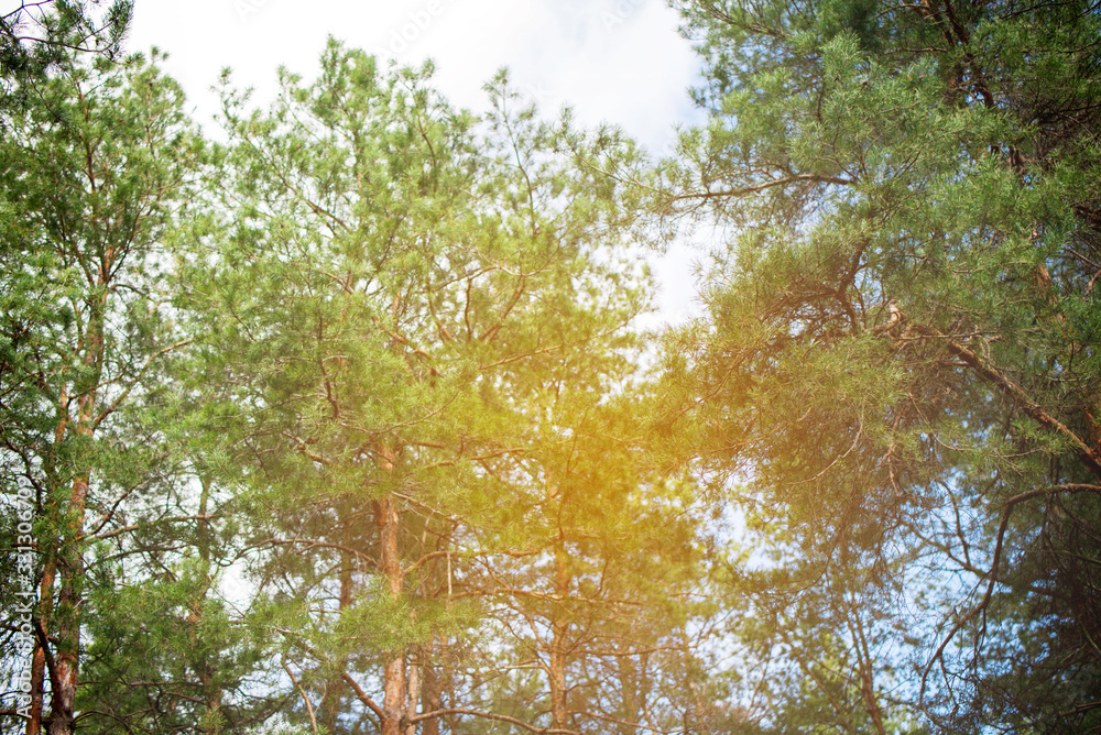 Fototapeta premium High, lush pine in the woods spring in the afternoon.