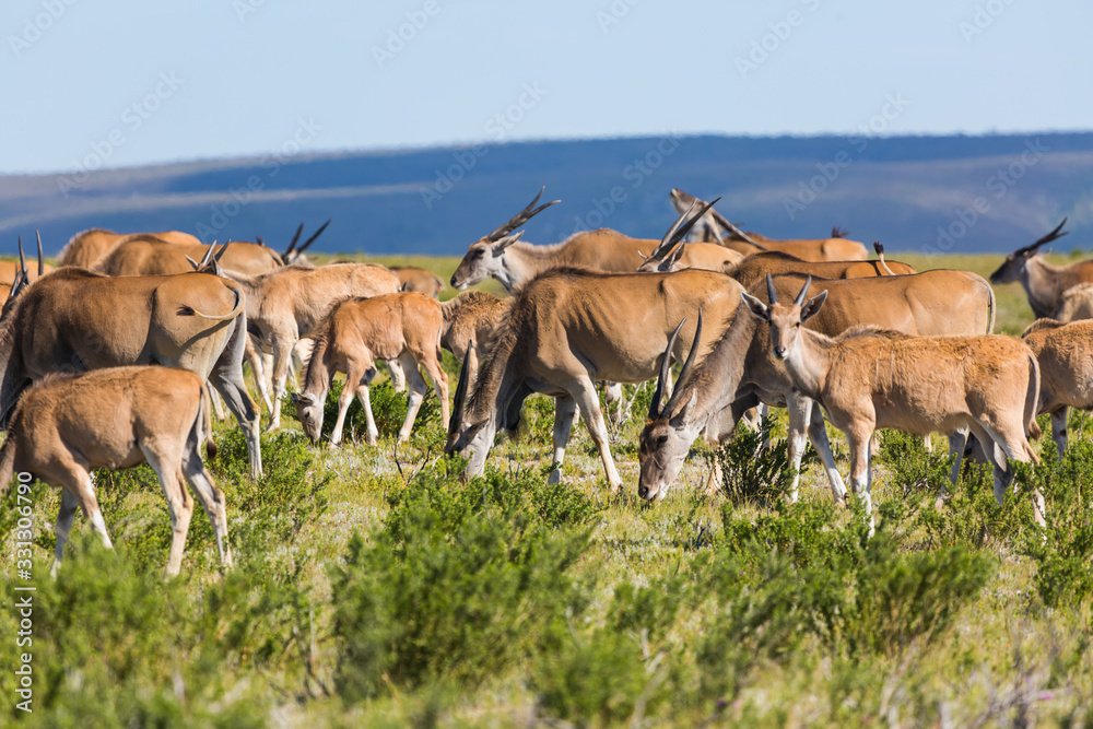 eland antelope in de hoop nature reserve eland antelope in de hoop nature reserve