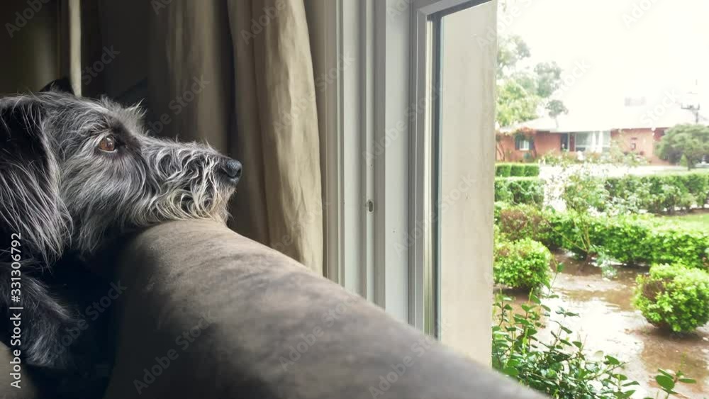 Terrier dog with attentive expression watches rain falling out window while resting head on back of couch