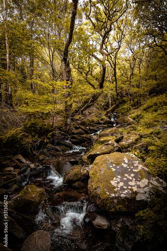 A stream in the forest with green trees, vegetation and mossy rocks in Llanberis, Gwynedd, North Wales, UK