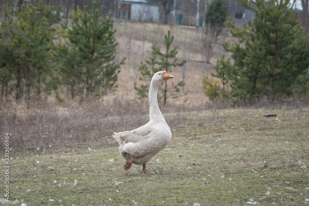 Obraz premium Flock Of Geese Grazing Grass