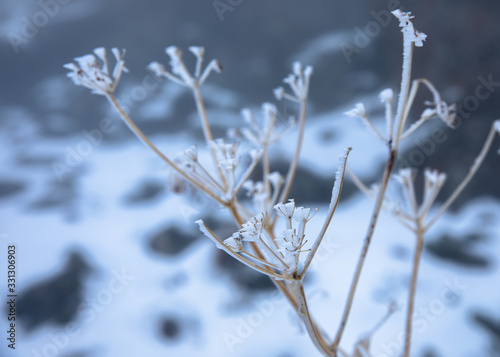 Dried flowers in a meadow