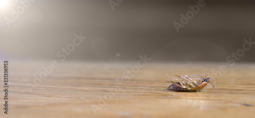 Dead pest, cockroach on the floor