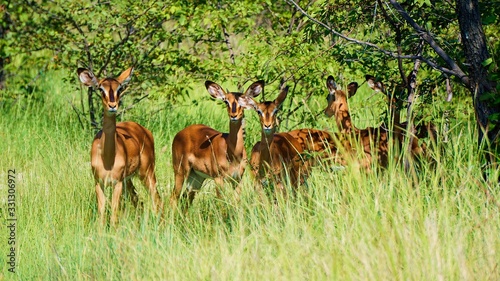 deer in the forest