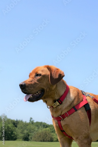 Fototapeta Naklejka Na Ścianę i Meble -  dog in park