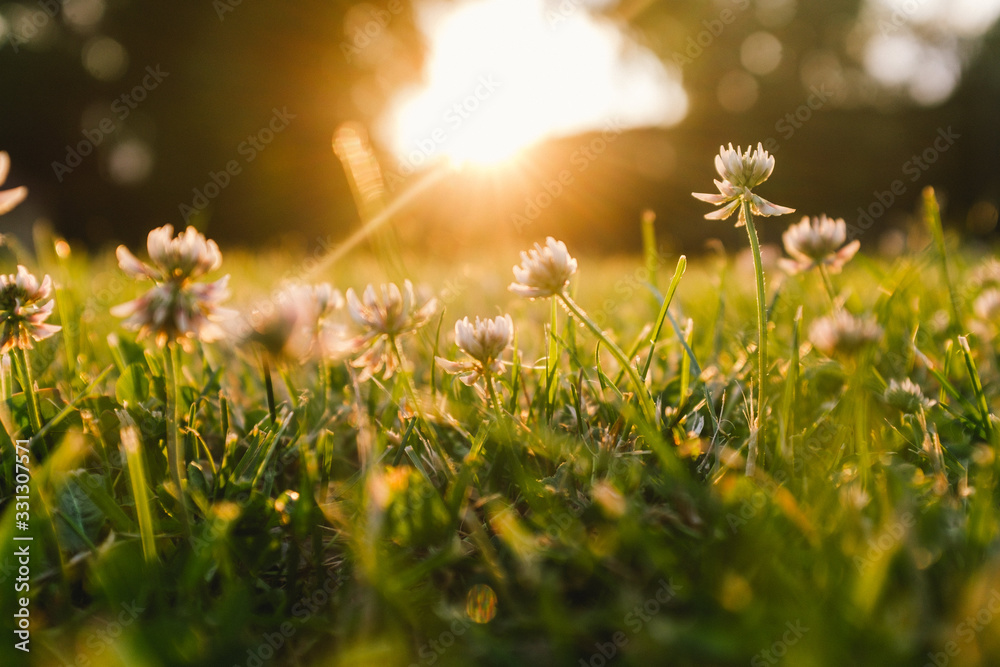Fototapeta premium Nahaufnahme einer Wiese im Abendlicht
