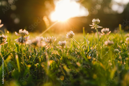 Nahaufnahme einer Wiese im Abendlicht