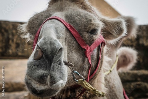  Close-up portrait of a camel. Camel ride, work, carrier, captive