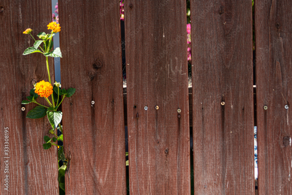 Old weathered wood fence with blossums Old weathered wood fence with blossums