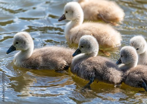 One week old mute swan babies swimming on a small pond in southern Germany © 5-Birds Photograpy
