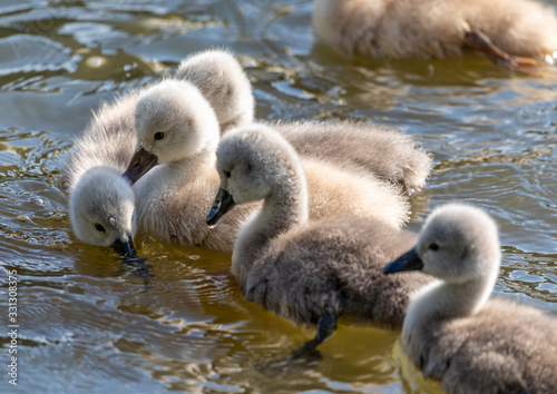Fototapeta Naklejka Na Ścianę i Meble -  One week old mute swan babies swimming on a small pond in southern Germany