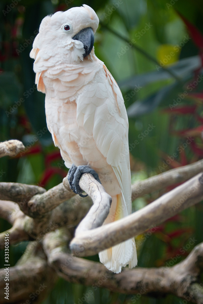 Cute pale pink parrot. Bird, beak, cockatoo, zoo, chic, ornithology Cute pale pink parrot. Bird, beak, cockatoo, zoo, chic, ornithology