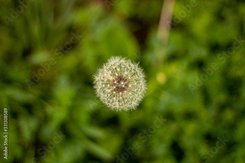 A Dandelion