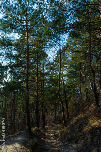 Beautiful trail in pine forest © Oksana Komarnytska