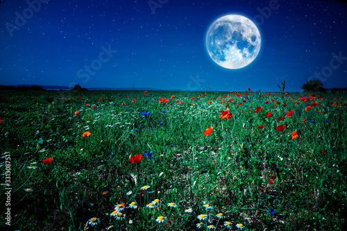 Fototapeta Naklejka Na Ścianę i Meble -  wild flower poppy field meadow at night with moon and stars