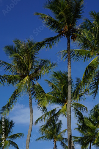 Fototapeta Naklejka Na Ścianę i Meble -  Palms in Paradise