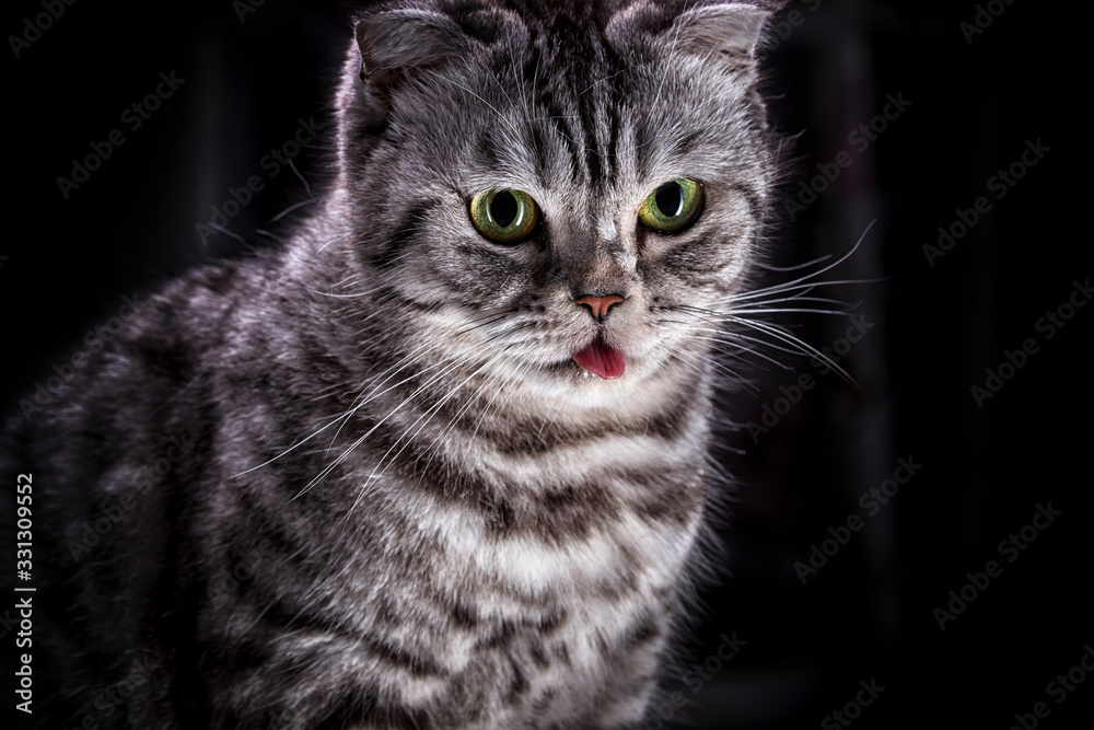  Funny portrait of a Scottish gray cat with its tongue hanging out. Animal, pet, fluffy, affectionate, tender, beautiful, soft