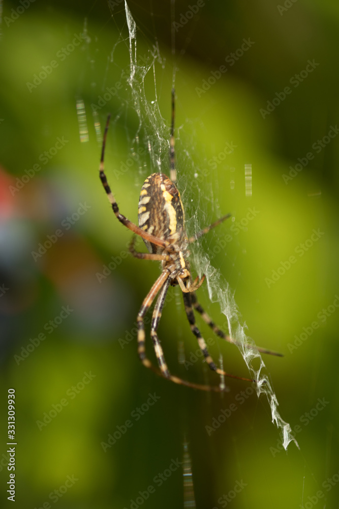 Spider weaves a web close-up. Animals, tropics, danger, variety Spider weaves a web close-up. Animals, tropics, danger, variety