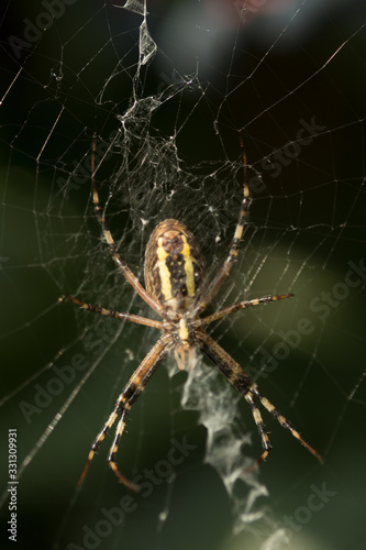 Spider weaves a web close-up. Animals, tropics, danger, variety, paws, cobweb, arthropod. Spider in the wild in a tropical belt.