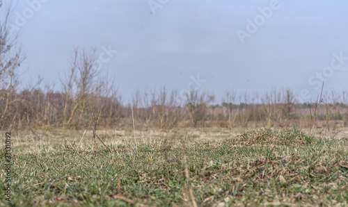 field of corn