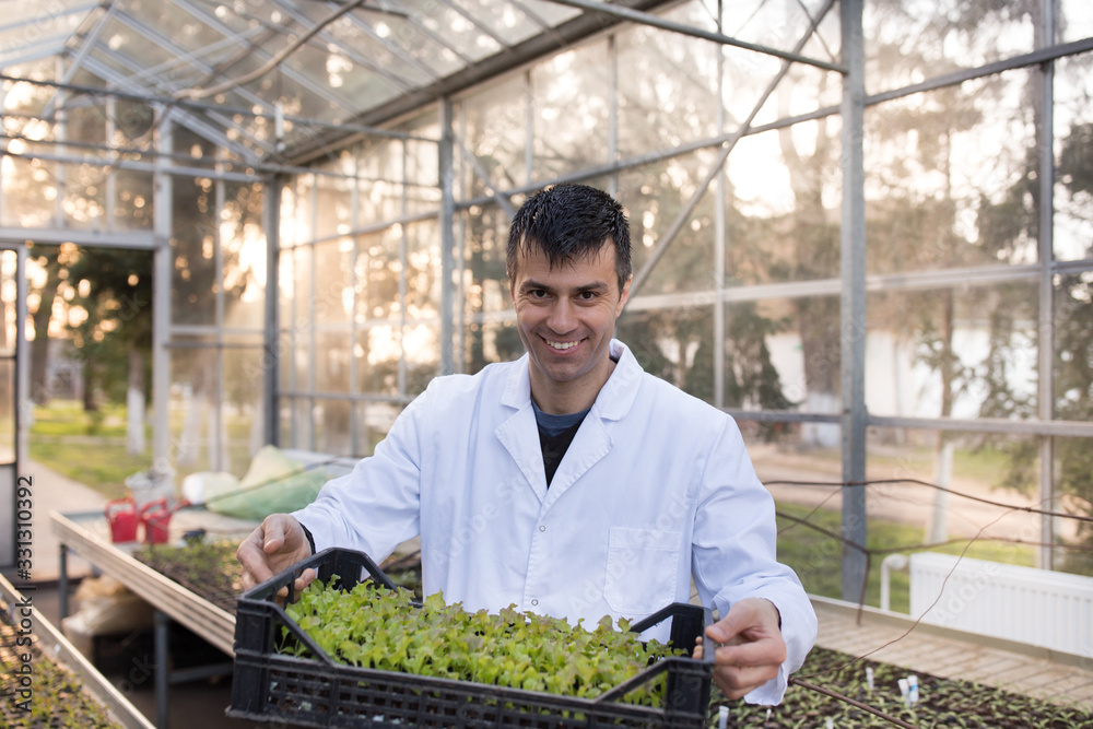 Agronomist holding seedlings in crate in greenhouse Agronomist holding seedlings in crate in greenhouse