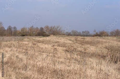 field of wheat