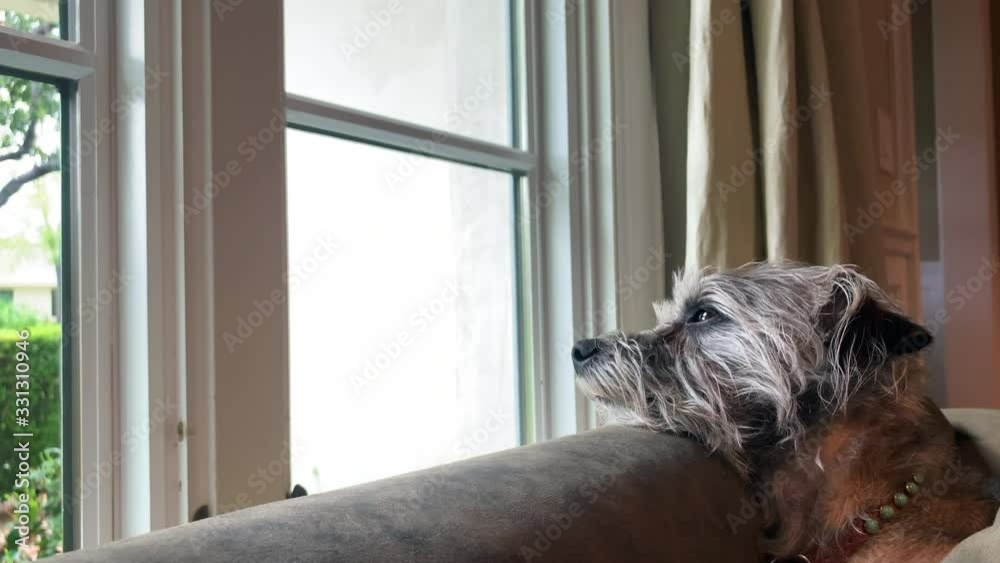 Small sleepy terrier dog with sad expression watches rain falling out window while resting head on back of couch