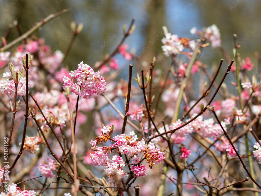White and pink blossoms on a tree in spring White and pink blossoms on a tree in spring